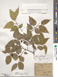 Celtis occidentalis image