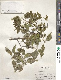 Celtis occidentalis image