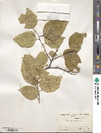 Celtis occidentalis image