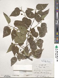 Celtis occidentalis image