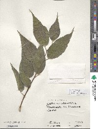 Celtis australis image