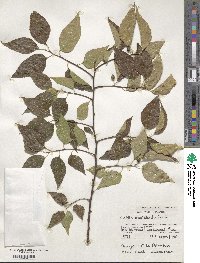 Celtis occidentalis image