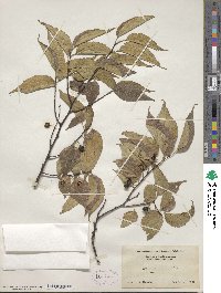 Celtis occidentalis image