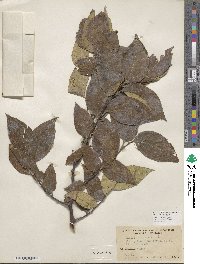 Celtis occidentalis image