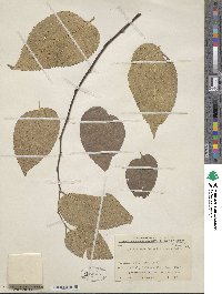 Celtis occidentalis image