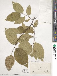 Celtis occidentalis image