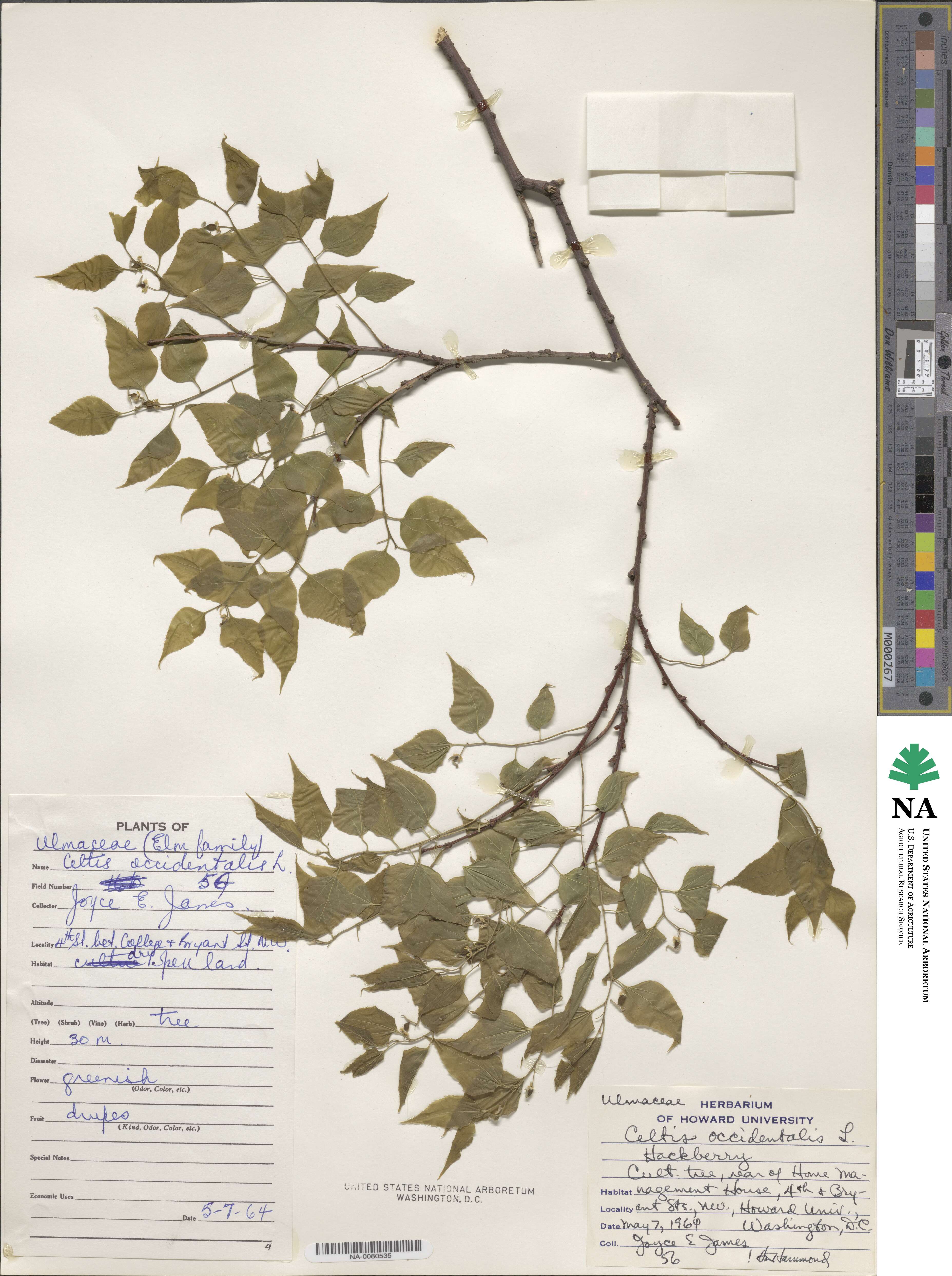 Celtis occidentalis image