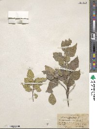 Celtis occidentalis image