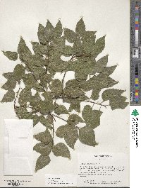 Celtis occidentalis image