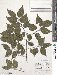 Celtis occidentalis image