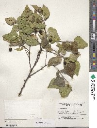 Celtis occidentalis image