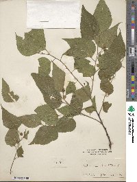 Celtis occidentalis image