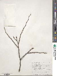 Celtis occidentalis image