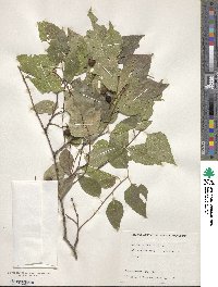 Celtis occidentalis image