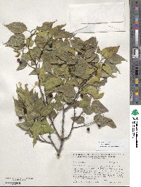 Celtis occidentalis image