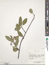 Prunus pensylvanica image