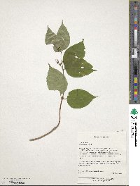 Diervilla lonicera image