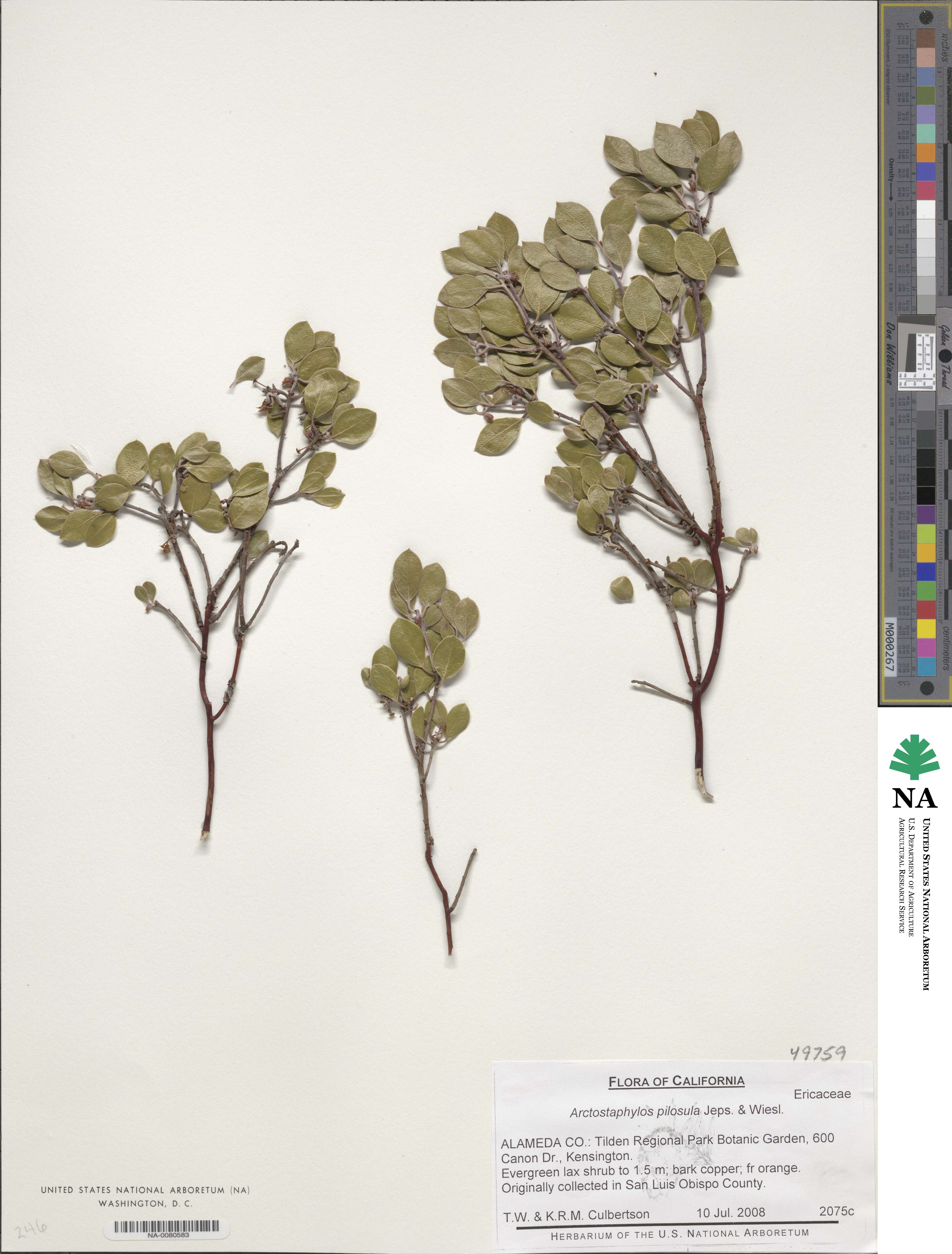 Arctostaphylos pilosula image