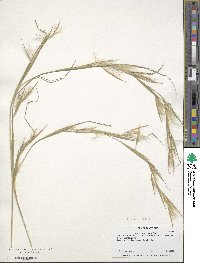 Andropogon virginicus image