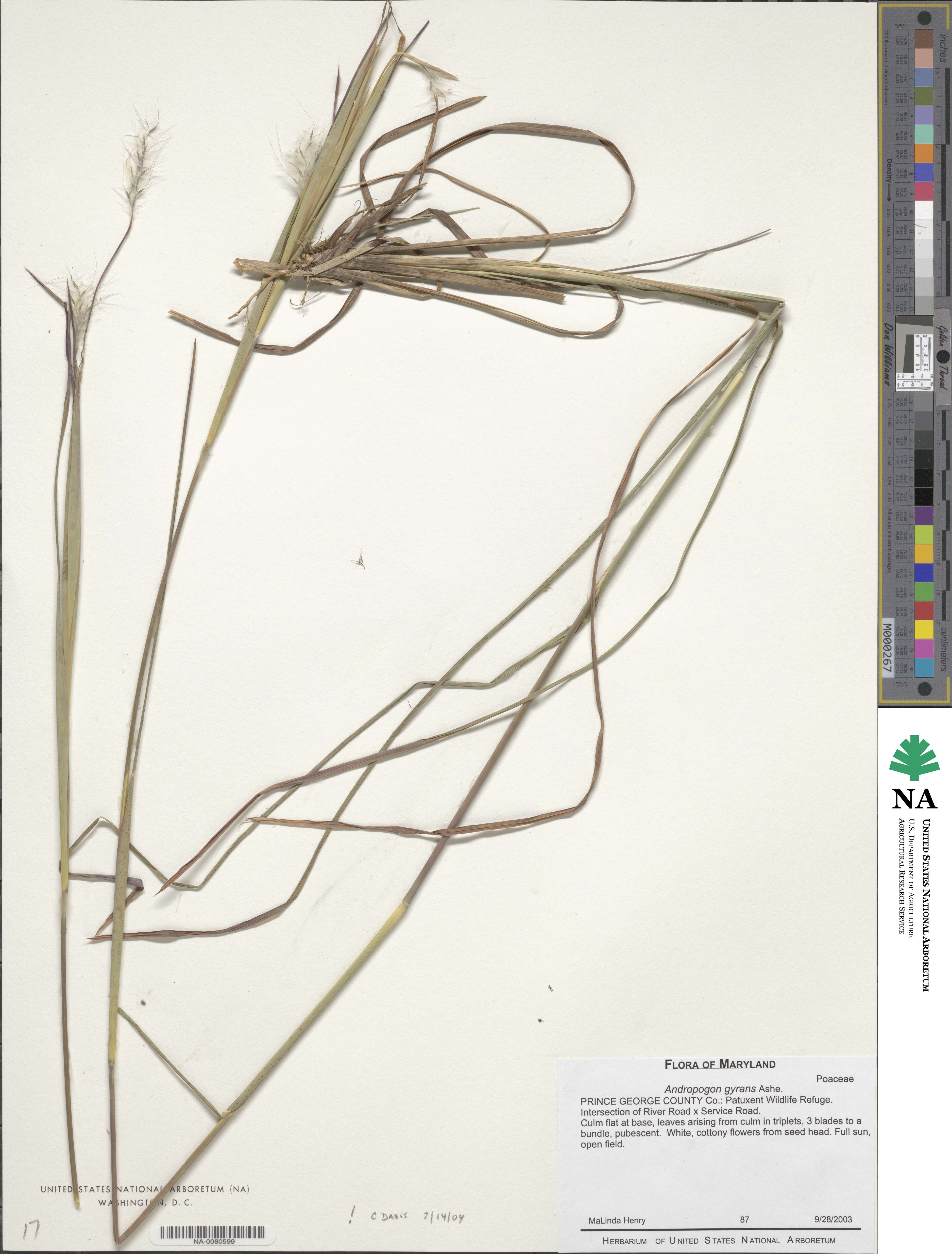 Andropogon gyrans image