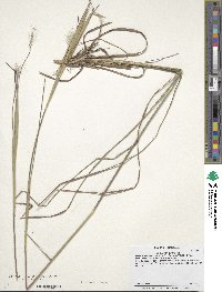 Andropogon gyrans image