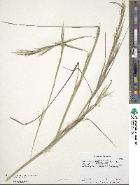 Andropogon virginicus image