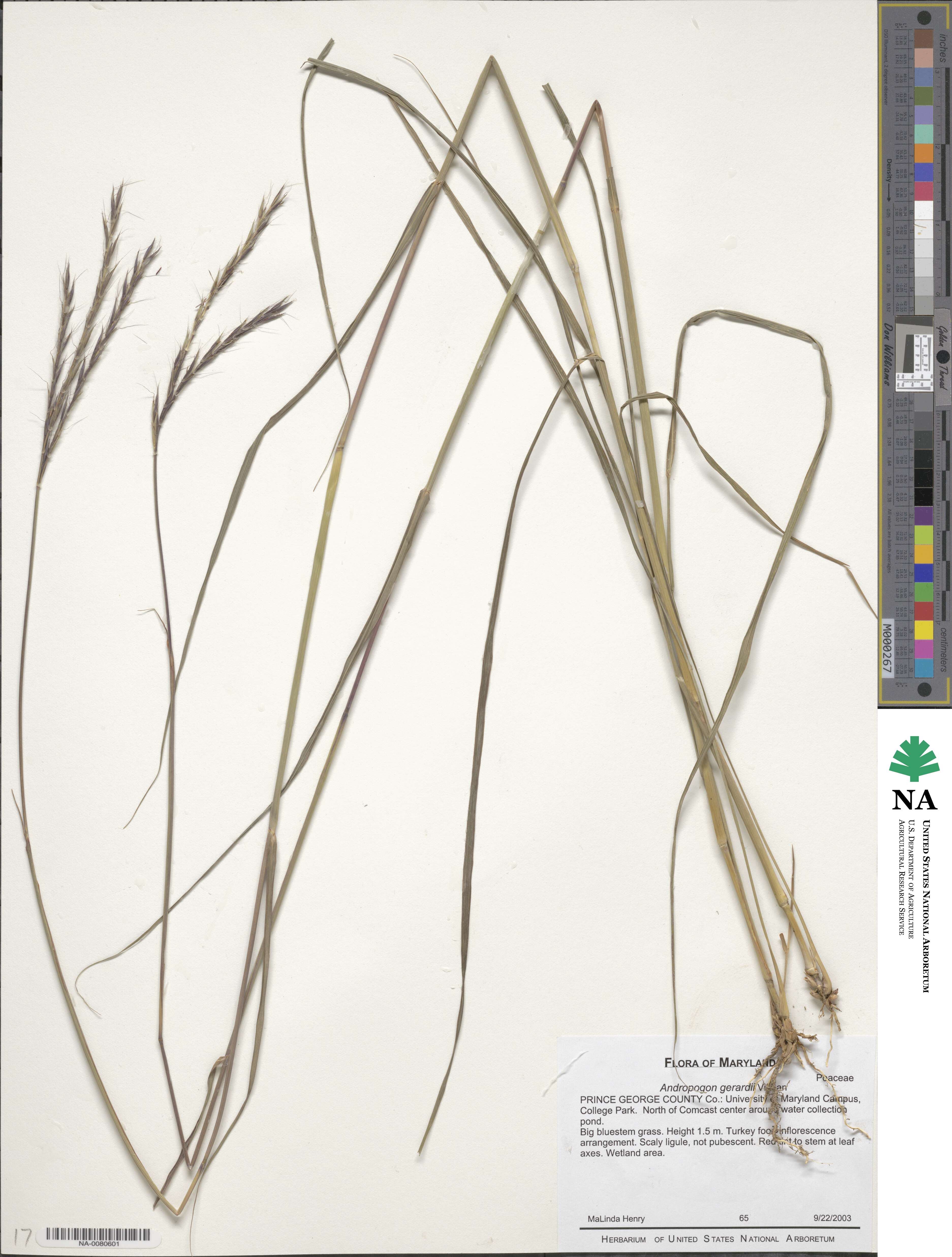 Andropogon gerardi image