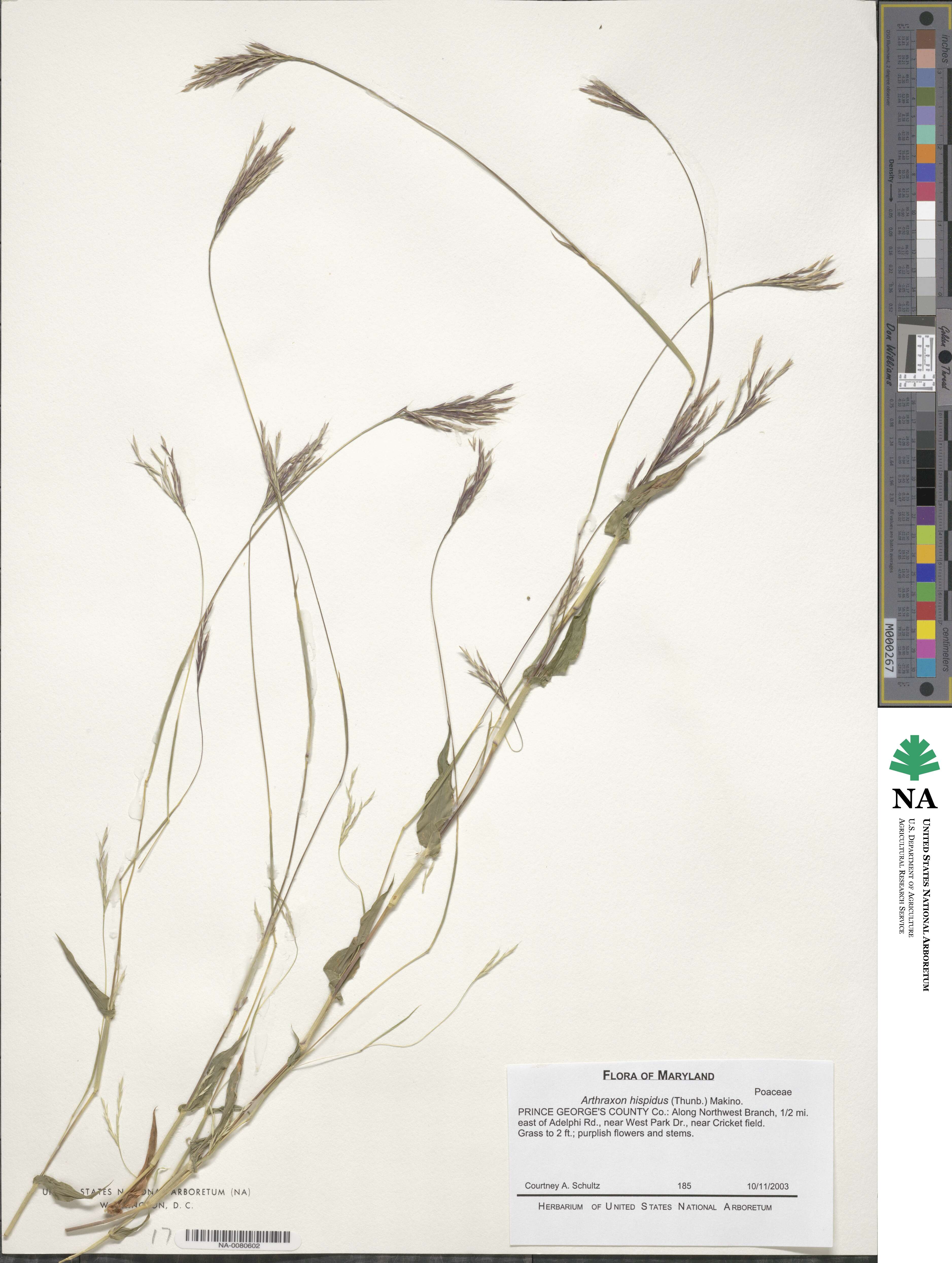 Arthraxon hispidus image