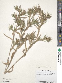 Panicum scoparium image