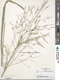 Panicum virgatum image