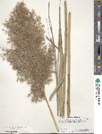 Phragmites australis image