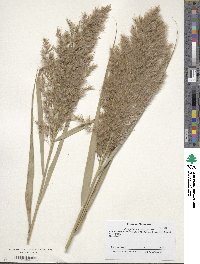 Phragmites australis image