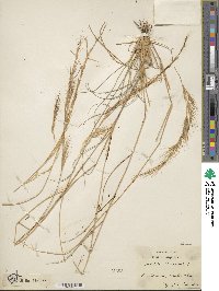 Aristida adscensionis image