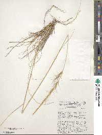 Image of Aristida adoensis