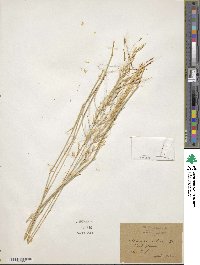 Image of Aristida ciliata