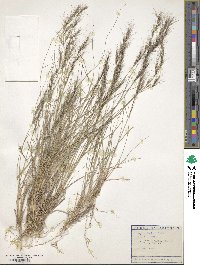 Image of Aristida caerulescens