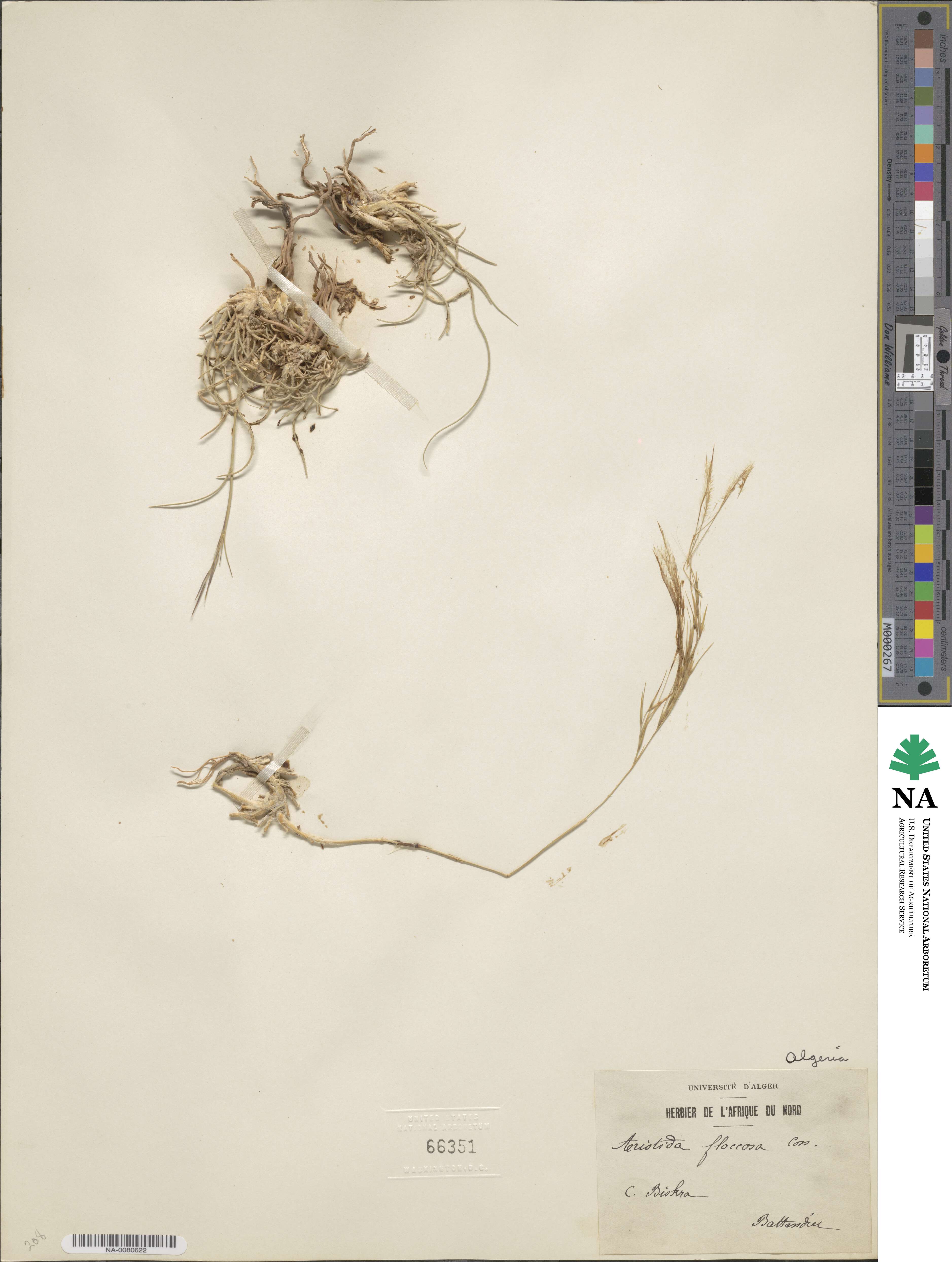 Stipagrostis plumosa image