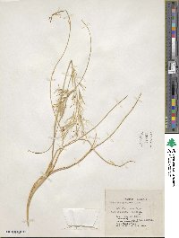 Aristida pungens image