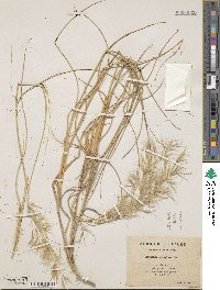 Aristida pungens image