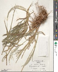 Digitaria californica image