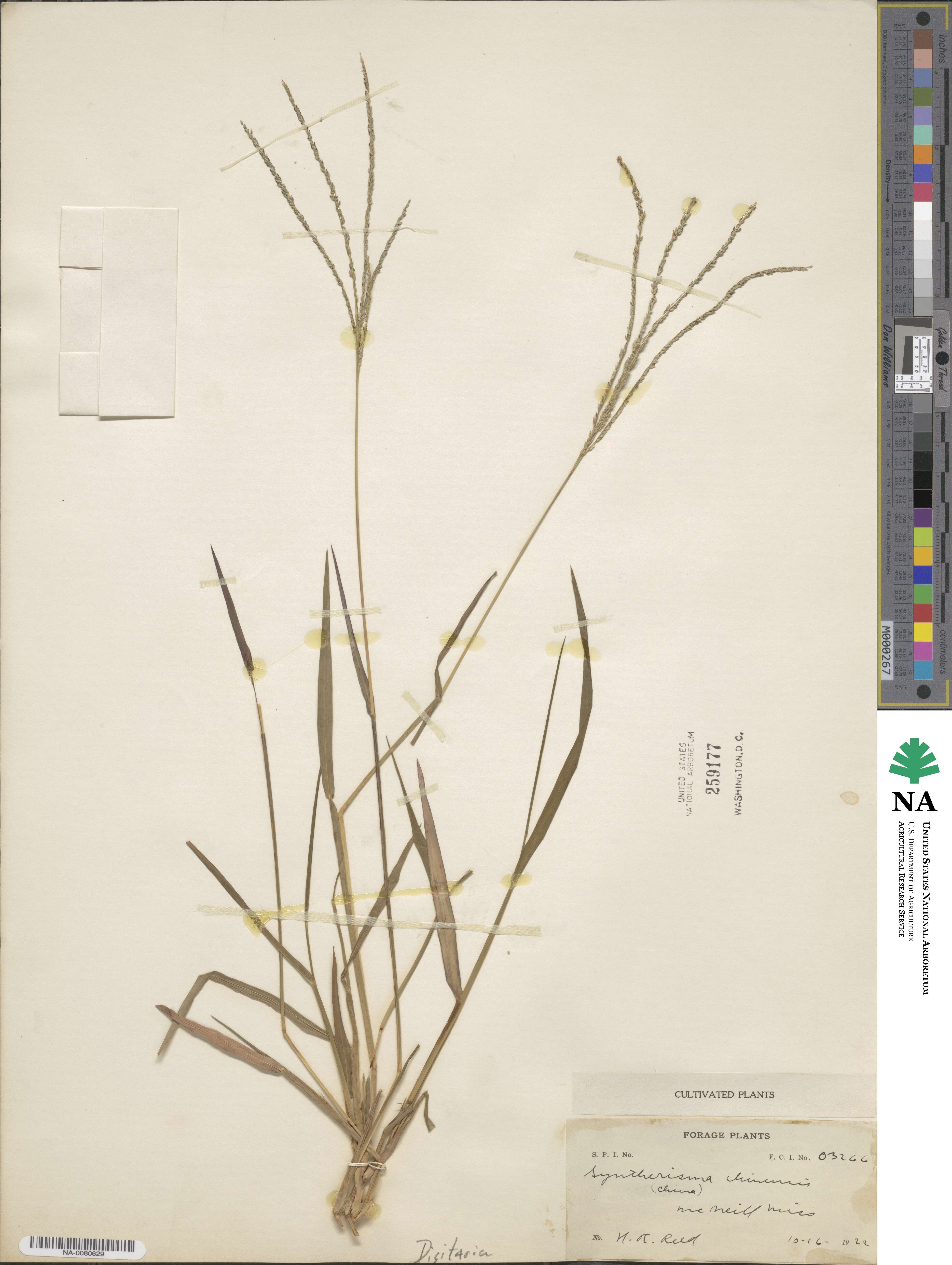 Digitaria chinensis image