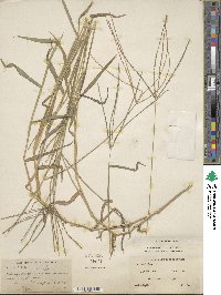 Digitaria ciliaris image