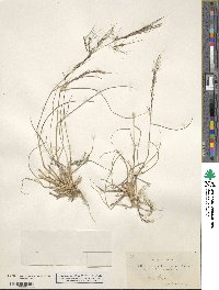 Aristida caerulescens image