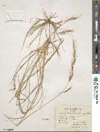 Aristida caerulescens image