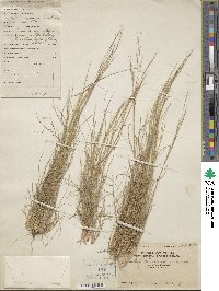 Image of Aristida chinensis