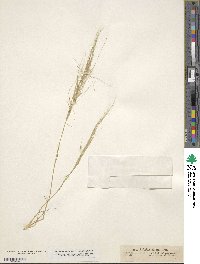 Aristida ciliata image