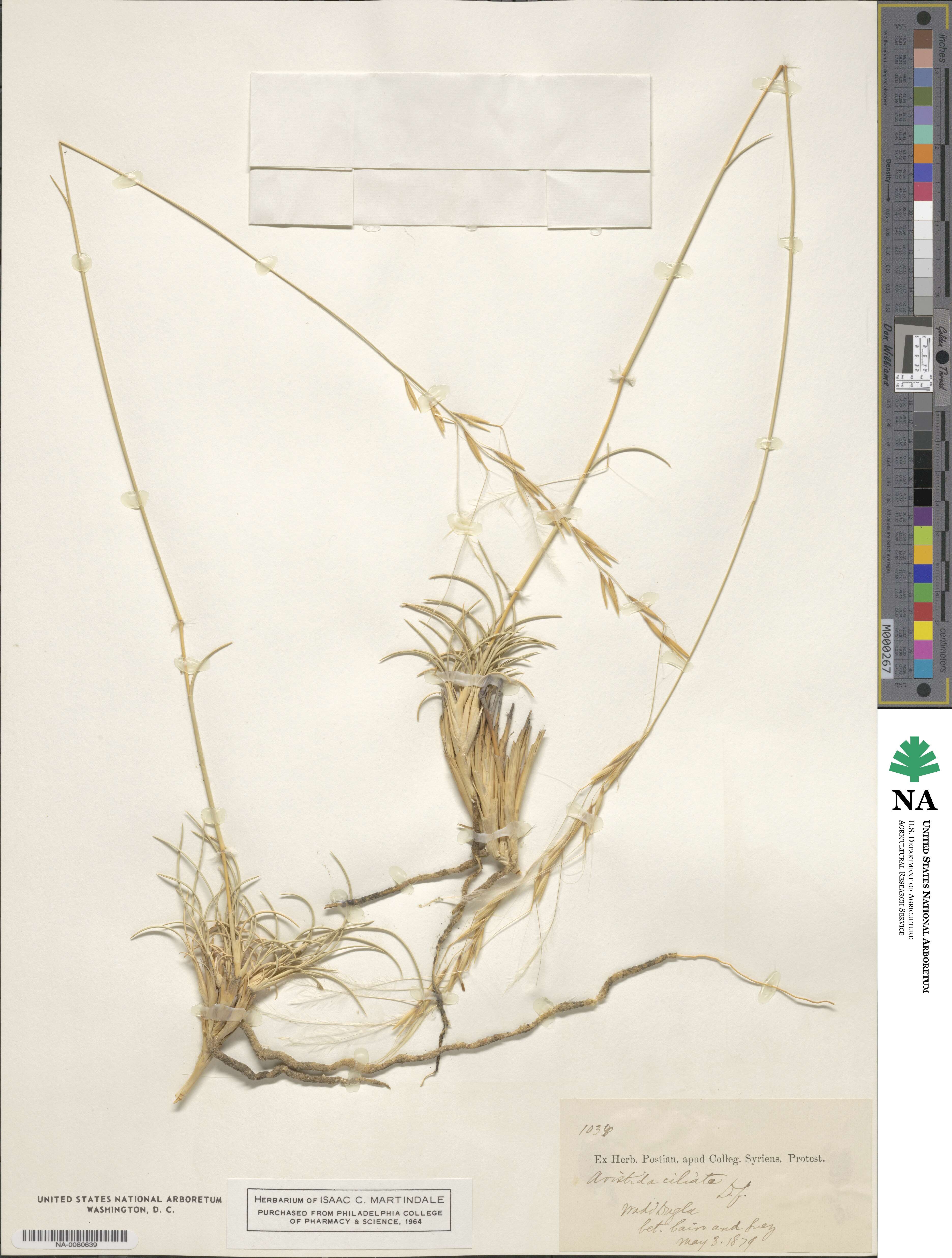 Aristida ciliata image