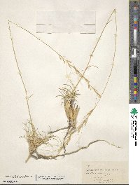 Aristida ciliata image