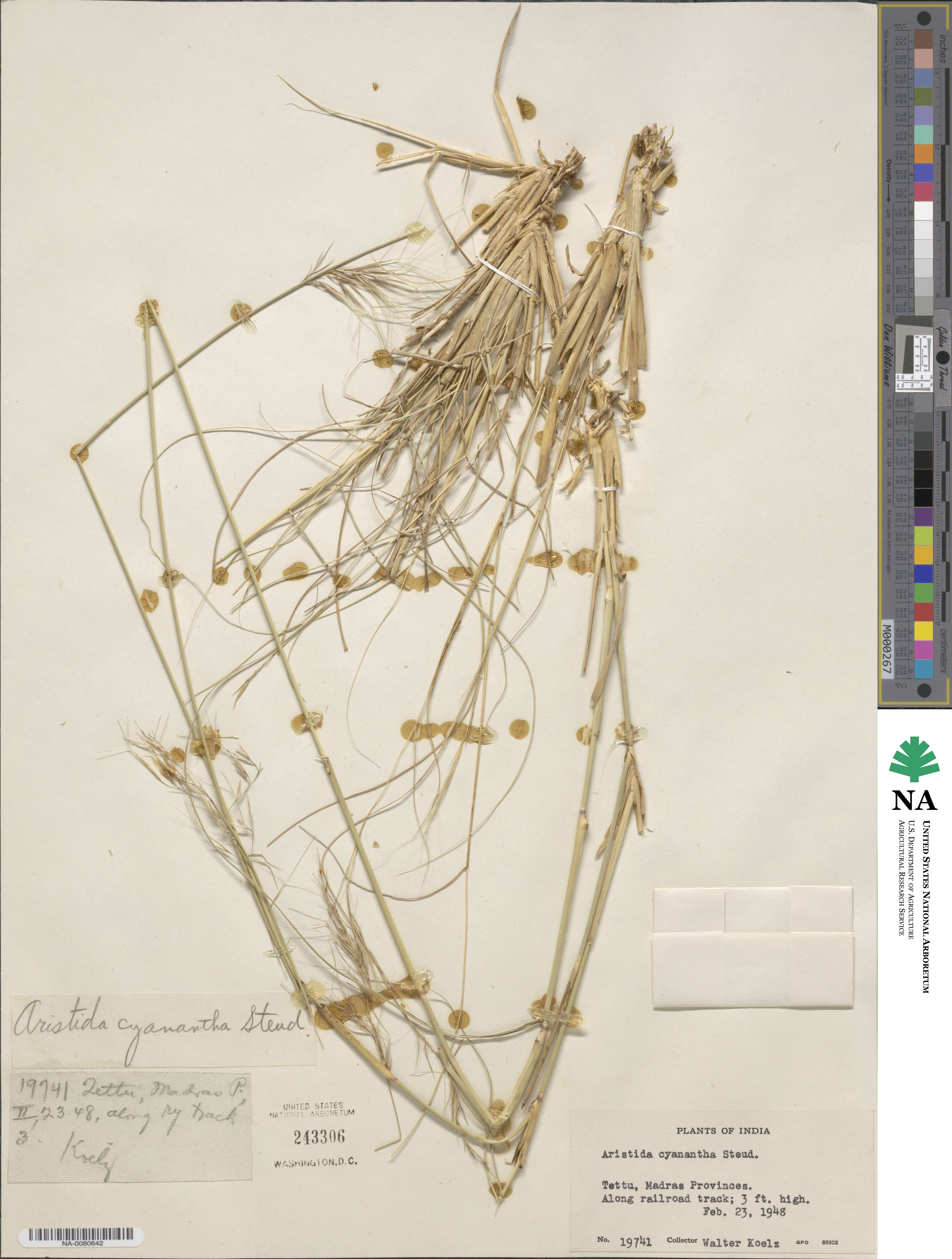 Aristida cyanantha image