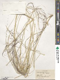 Aristida cyanantha image